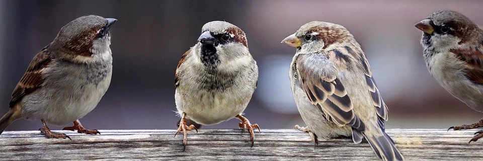 pixabay sparrows-2759978_960_720